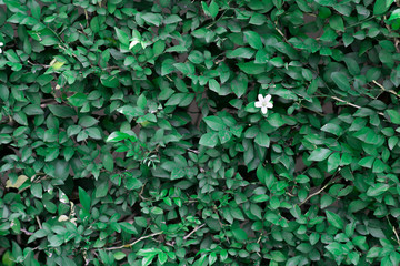 green leaves background