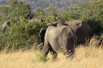 Loxodonta africana