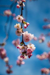 Pretty pink spring blossom against a blue sky, with a shallow depth of field