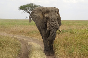 Fototapeta premium Loxodonta africana