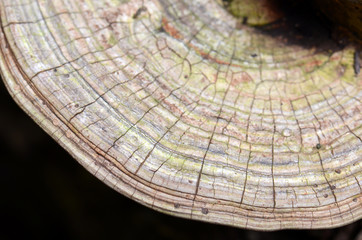 Close up of the growth layers of the bracket fungus Ganoderma applanatum, family Ganodermataceae,...