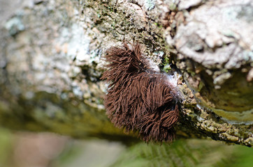 Tall brown sporangia of the Chocolate Tube Slime Mold Stemonitis, family Stemonitidaceae, class Myxomycetes, growing on a rotting log in temperate rainforest, Royal National Park, NSW, Australia