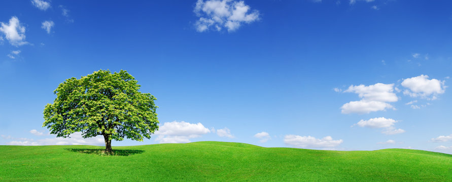 Idyll, panoramic landscape, lonely tree among green fields