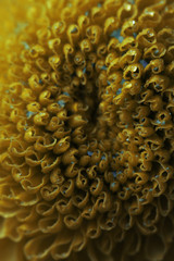closeup of coral