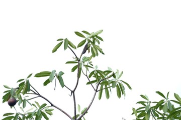 Tropical tree leaves on white isolated background for green foliage backdrop 