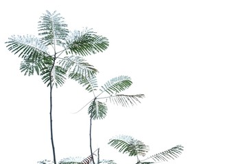 Tropical plant leaves with branches on white isolated background for green foliage backdrop and copy space 