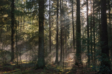 Atmospheric landscape scene through dense forest woodland