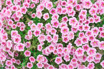 Fototapeta premium colourful pink petunia flowers in garden