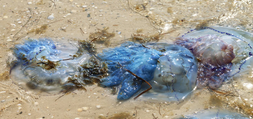 Dead jellyfish Rhizostoma on sand sea shore after storm