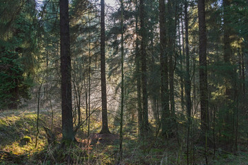 Atmospheric landscape scene through dense forest woodland