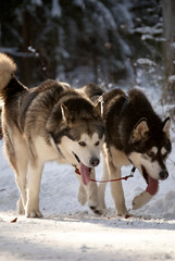 Naklejka premium Huskyrace