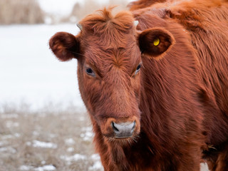 Young bulls graze on snow-covered field near river. Cows eat hay in snow