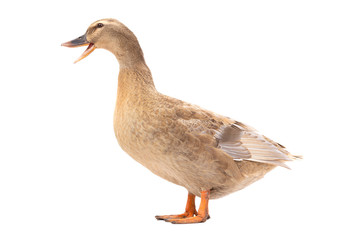 Quacking duck isolated on a white background.