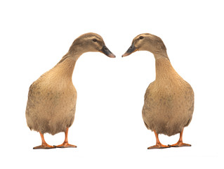 Brown ducks isolated on a white background.