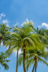 Coconut trees at the tropical beach