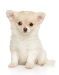 Obraz premium Chihuahua puppy sits on a white background