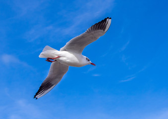 A gliding Seagull