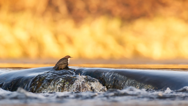 The golden dipper in a stream