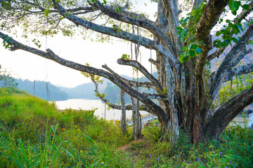 Famous, beautiful and ever green hill station, Munnar, in Kerala, South India