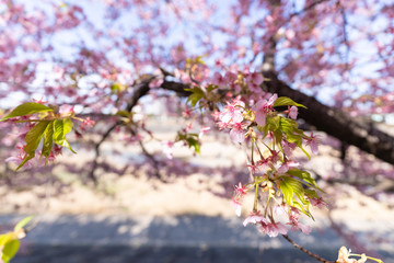 写真素材: さくら