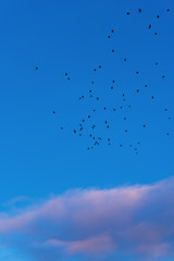 Flock of birds flying across a dramatic sky with bright purple clouds at sunset during migration season. Freedom, migration, harmony, religion concepts. Silhouette, vertical format, copy space