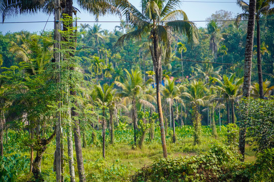coconut tree in alleppey. Kerala 