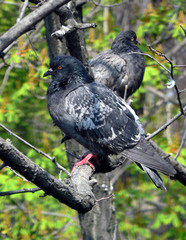 pigeons sitting on a branch