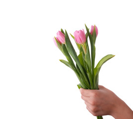 bouquet of tulips in hand, holiday greetings, on a white background