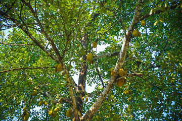 Fresh jackfruit on tree in india