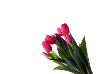 bouquet of tulips on a white background