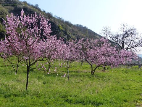 Rosa Bl&uuml;ten am Weinbergpfirsich-Baum an der Mosel
