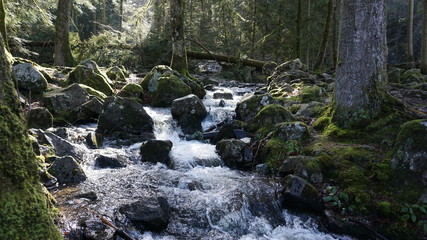 ruisseau forêt rocher 