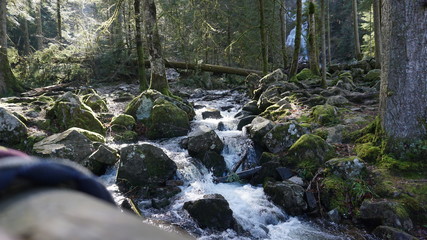 forêt ruisseau 