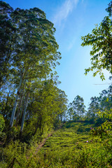 Famous, beautifut and ever green hill station, Munnar, in Kerala, South India