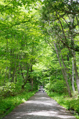 Fototapeta premium Togakushi