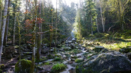 ruisseau rocher forêt 