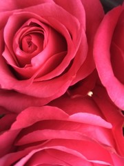 red rose close up