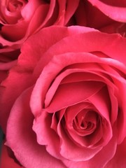red rose on black background