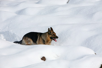 cane sulla neve