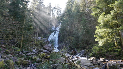 cascade forêt ruisseau