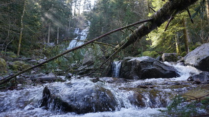cascade for&ecirc;t ruisseau
