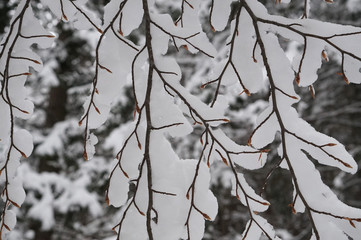 Schöne Äste mit Schnee bedeckt