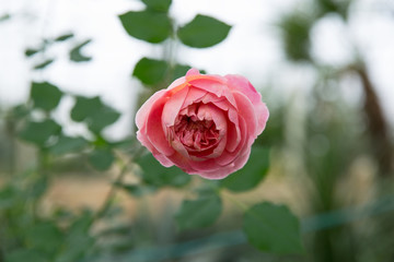 Close-up pink rose flower, peak blooming in the garden or park. Beautiful pink roses on tree bush leaves. Vintage tone.