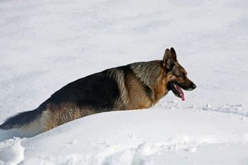 cane sulla neve