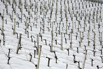 vigneti innevati