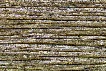 Fototapeta premium Background with beautiful texture of a coniferous tree trunk with a pronounced textured surface and rich colors. Deep surface of the tree trunk with an interesting pattern.