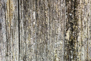 Background with beautiful texture of a coniferous tree trunk with a pronounced textured surface and rich colors. Deep surface of the tree trunk with an interesting pattern.