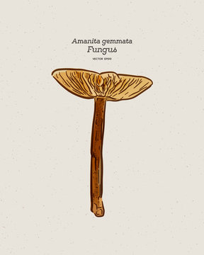 Amanita gemmata, commonly known as the gemmed Amanita or the jonquil Amanita, is an agaric mushroom. Hand draw sketch vector.