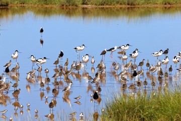 Vögel am Lake Amboseli