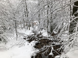 neige hiver ruisseau nature branche